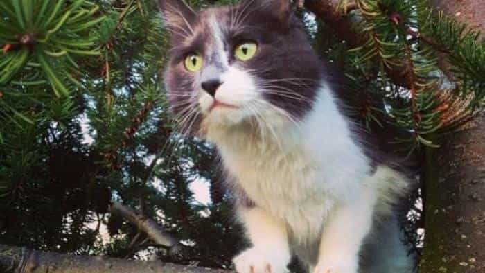 نقد و بررسی سریال نجات گربه از بالای درخت (2015) | چی‌بینو