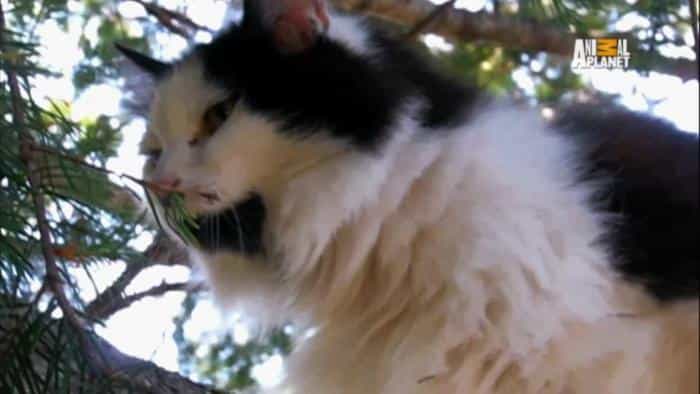 نقد و بررسی سریال نجات گربه از بالای درخت (2015) | چی‌بینو