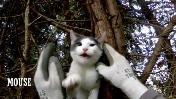 نقد و بررسی سریال نجات گربه از بالای درخت (2015) | چی‌بینو