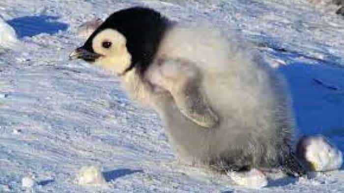 تماشای فیلم جوجه برفی : داستان یک پنگوئن (2015) | چی‌بینو