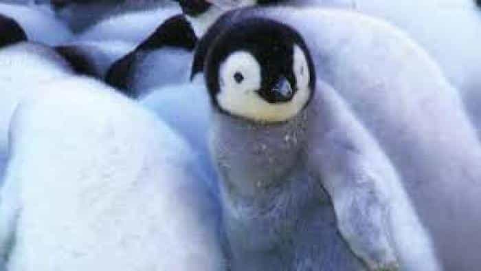 تماشای فیلم جوجه برفی : داستان یک پنگوئن (2015) | چی‌بینو