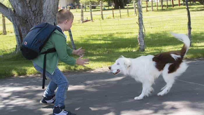 نقد و بررسی فیلم گمشده محصول سال 2017 | چیبینو