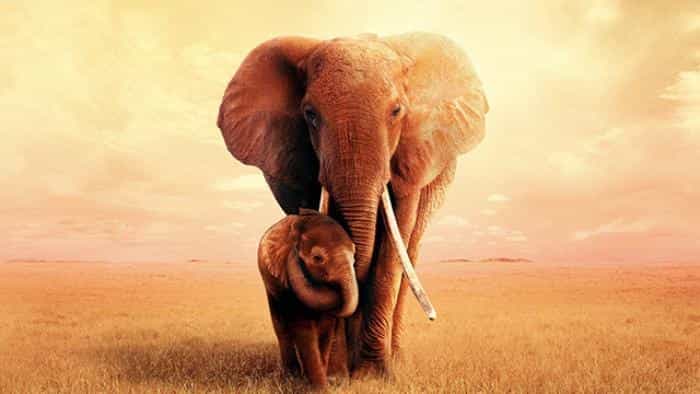 نقد و بررسی فیلم ملکهی فیل محصول سال 2018 | چیبینو