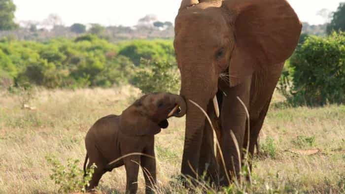 نقد و بررسی فیلم ملکهی فیل محصول سال 2018 | چیبینو