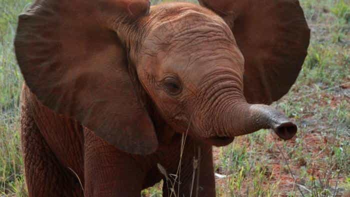 نقد و بررسی فیلم ملکهی فیل محصول سال 2018 | چیبینو