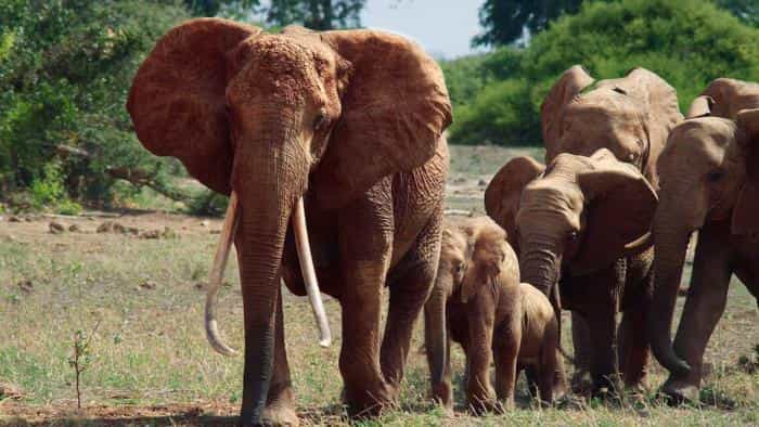 نقد و بررسی فیلم ملکهی فیل محصول سال 2018 | چیبینو