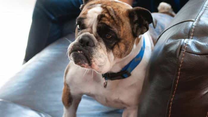 نقد و بررسی فیلم اسکیت داگ محصول سال 2018 | چی‌بینو