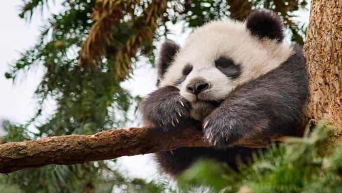 نقد و بررسی فیلم اکسپدیشن چین محصول سال 2017 | چی‌بینو