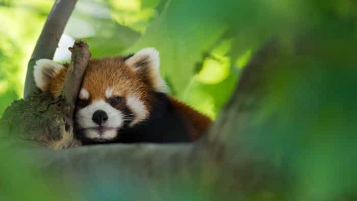 نقد و بررسی فیلم اکسپدیشن چین محصول سال 2017 | چی‌بینو