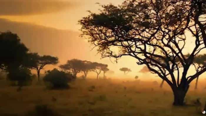 نقد و بررسی سریال سرنگتی محصول سال 2019 | چی‌بینو