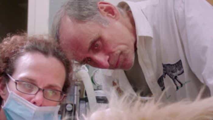 نقد و بررسی فیلم مستند سگ دکتر محصول سال 2019 | چی‌بینو