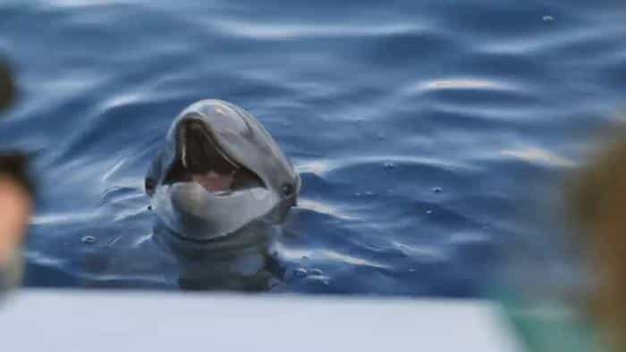 تماشای فیلم بازگشت برنی محصول سال 2019 | چی‌بینو