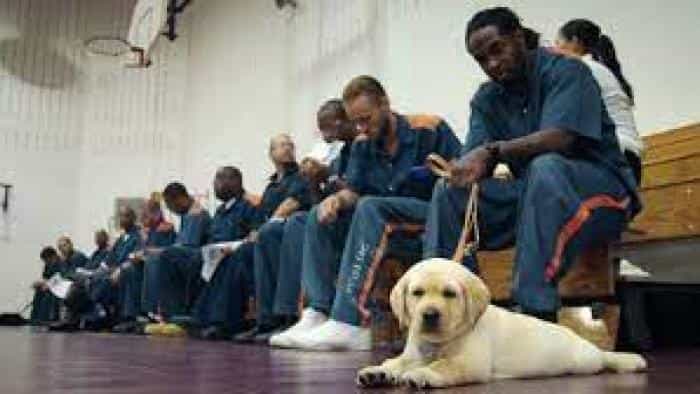 نقد و بررسی فیلم الی، یک سگ در زندان (2021) | چی‌بینو