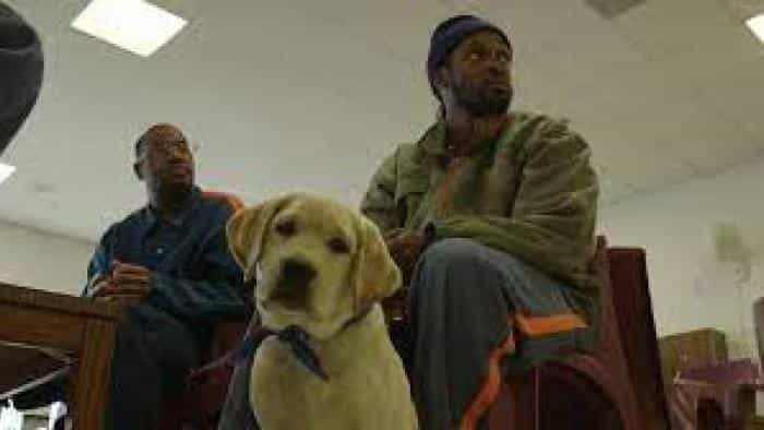 نقد و بررسی فیلم الی، یک سگ در زندان (2021) | چی‌بینو