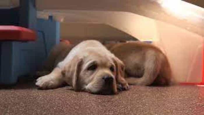 نقد و بررسی فیلم الی، یک سگ در زندان (2021) | چی‌بینو