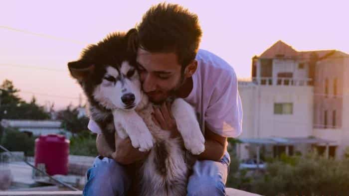 نقد و بررسی سریال سگ‌ها محصول سال 2018 | چی‌بینو