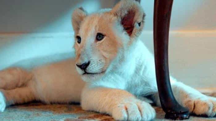 تماشای فیلم لنا و اسنوبال محصول سال 2021 | چی‌بینو