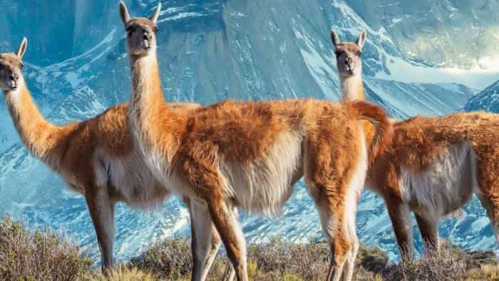 تماشای سریال هفت جهان در یک زمین محصول سال 2019 | چی‌بینو