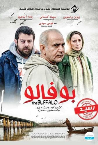 image بوفالو