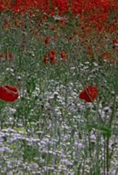 هیک رز، تقسیم بندی گیاه شناسی