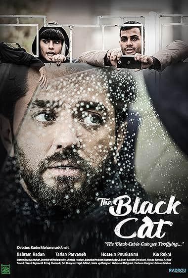 گربه سیاه