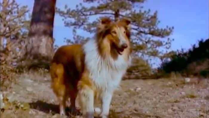 نقد و بررسی فیلم تپههای رنگی محصول سال 1951 | چیبینو