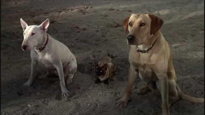 نقد و بررسی فیلم سفر شگفتانگیز محصول سال 1963 | چیبینو