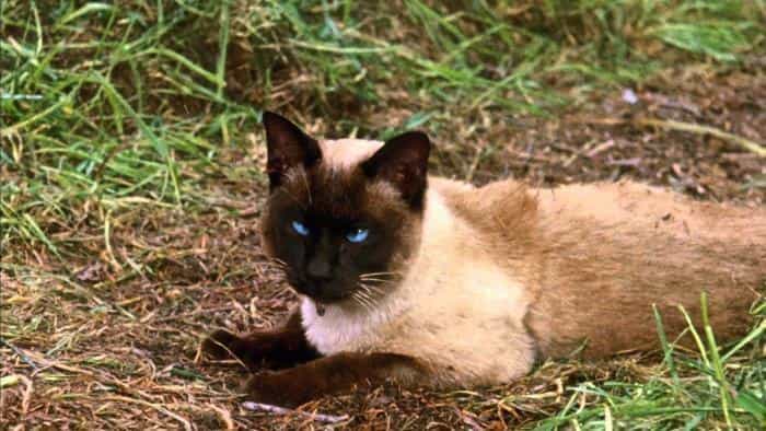 نقد و بررسی فیلم سفر شگفتانگیز محصول سال 1963 | چیبینو