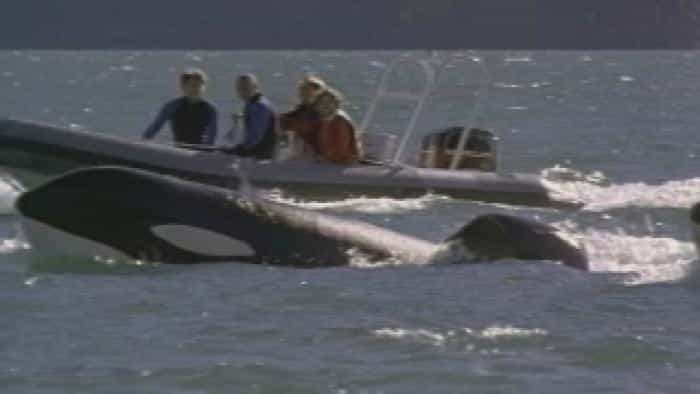 تماشای فیلم نهنگ آزاد ۳: نجات محصول سال 1997 | چیبینو