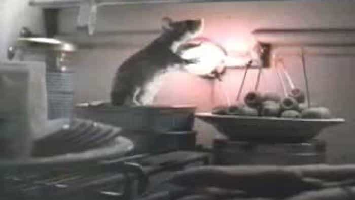 تماشای فیلم موش زبل محصول سال 1997 | چیبینو