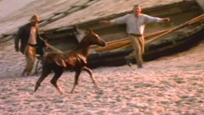 نقد و بررسی فیلم دویدن آزادانه محصول سال 1999 | چیبینو