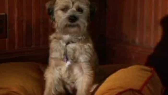 نقد و بررسی فیلم پسر خوب محصول سال 2003 | چیبینو