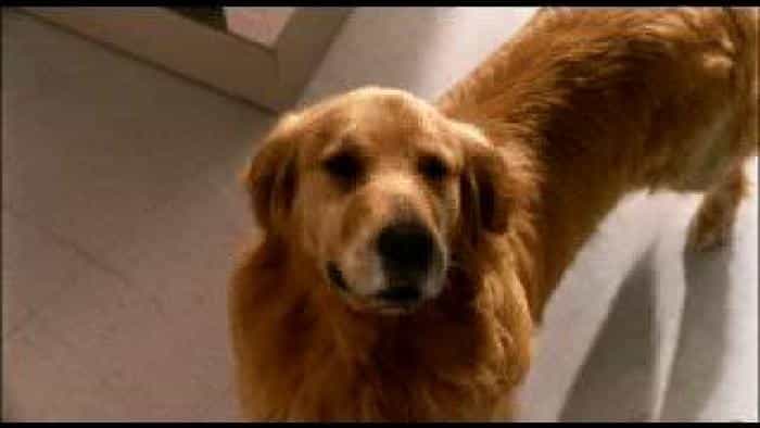 نقد و بررسی فیلم میلیاردها بیلی محصول سال 2005 | چیبینو