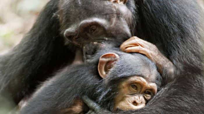 تماشای فیلم شامپانزه محصول سال 2011 | چیبینو