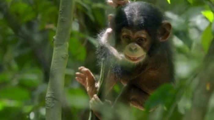 تماشای فیلم شامپانزه محصول سال 2011 | چیبینو