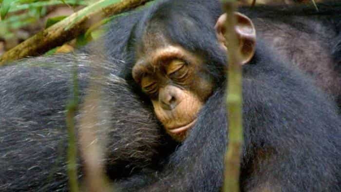 تماشای فیلم شامپانزه محصول سال 2011 | چیبینو