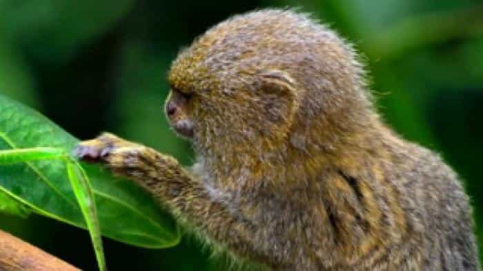 تماشای سریال دنیای کوچک محصول سال 2020 | چیبینو