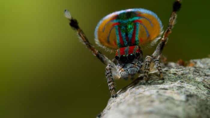 تماشای سریال دنیای کوچک محصول سال 2020 | چیبینو