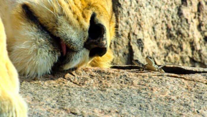 تماشای سریال دنیای کوچک محصول سال 2020 | چیبینو