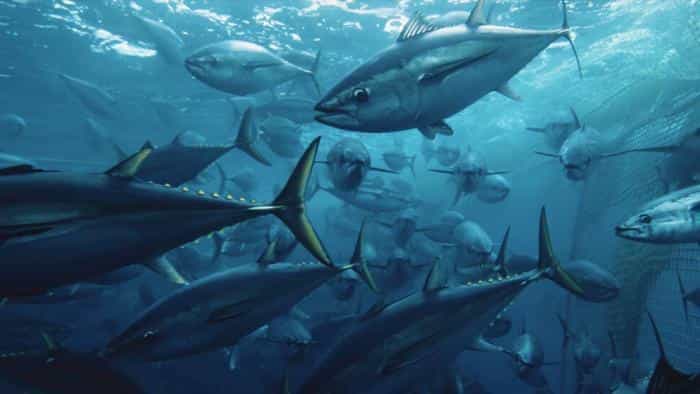 نقد و بررسی فیلم سپراسی محصول سال 2021 | چیبینو