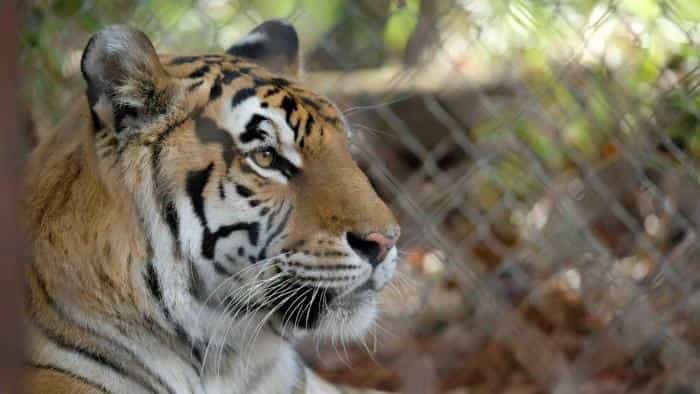 تماشای فیلم ببر برمی خیزد محصول سال 2022 | چیبینو