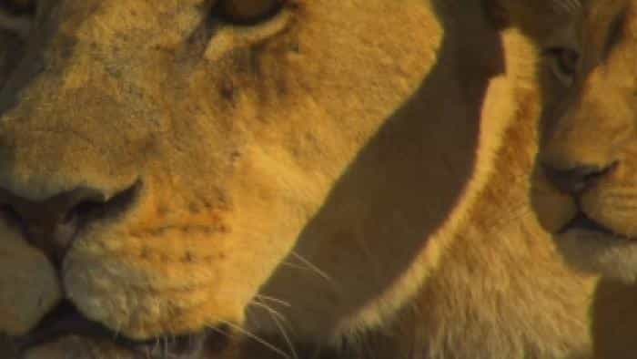 تماشای فیلم آخرین شیر محصول سال 2011 | چیبینو