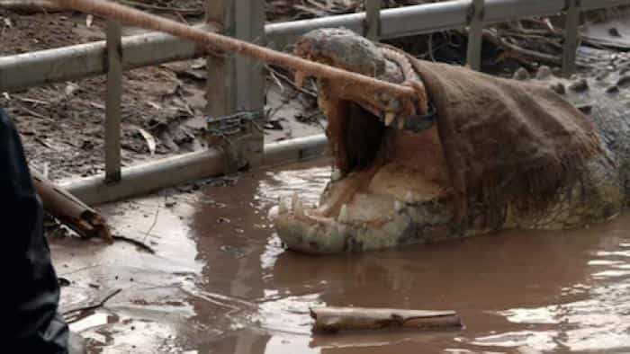 نقد و بررسی سریال قلمرو کروکودیلهای وحشی (2022) | چیبینو