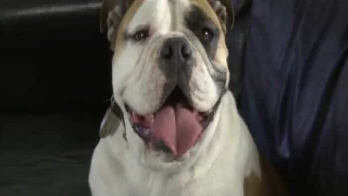 نقد و بررسی فیلم ماجراجویی بزرگ توله سگ در شب هالووین (2012)