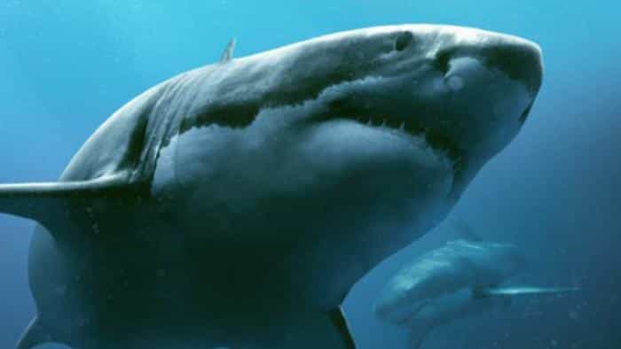 نقد و بررسی فیلم ۴۷ متر پایین محصول سال 2017 | چیبینو