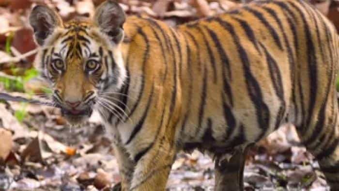 تماشای فیلم ببر2024 محصول سال 2024 | چیبینو