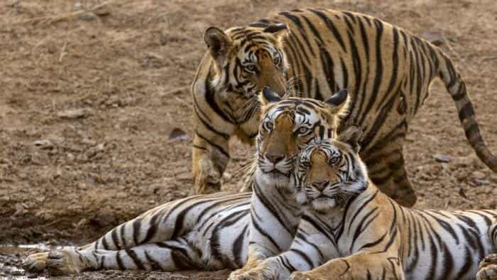 تماشای فیلم ببر2024 محصول سال 2024 | چیبینو