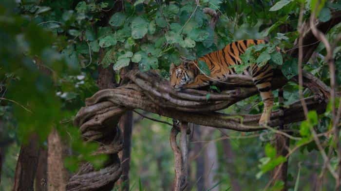 تماشای فیلم ببر2024 محصول سال 2024 | چیبینو