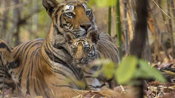 تماشای فیلم ببر2024 محصول سال 2024 | چیبینو