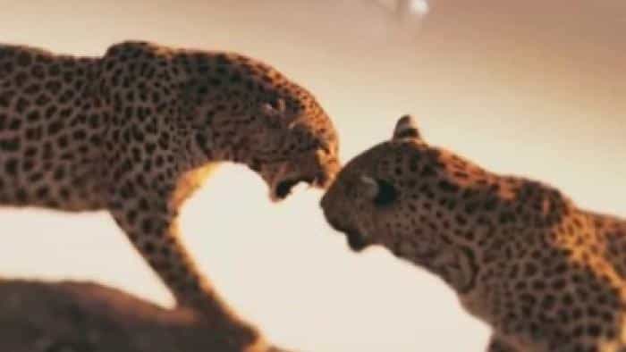 تماشای فیلم زیبای زندگی با پلنگ ها محصول سال 2024 | چیبینو